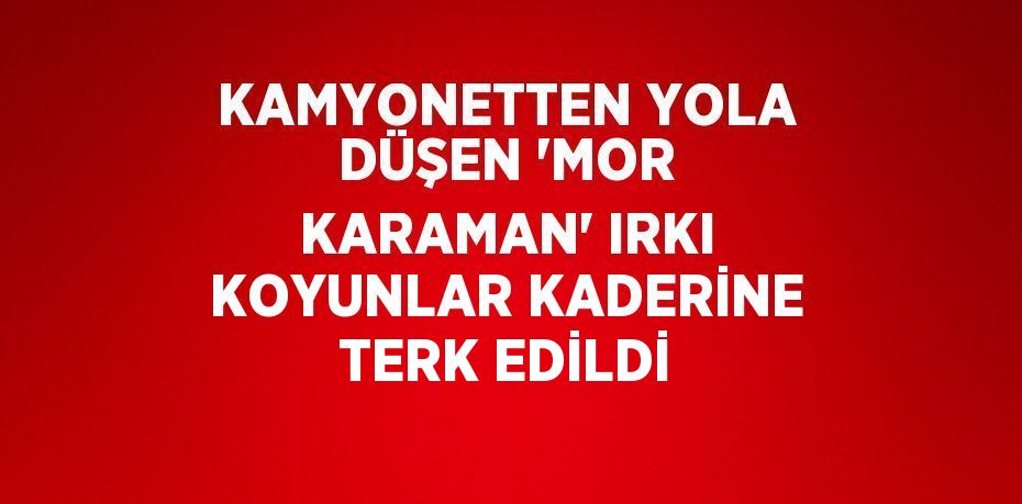 KAMYONETTEN YOLA DÜŞEN 'MOR KARAMAN' IRKI KOYUNLAR KADERİNE TERK EDİLDİ
