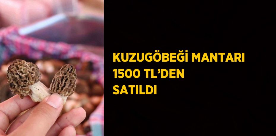 KUZUGÖBEĞİ MANTARI 1500 TL’DEN SATILDI