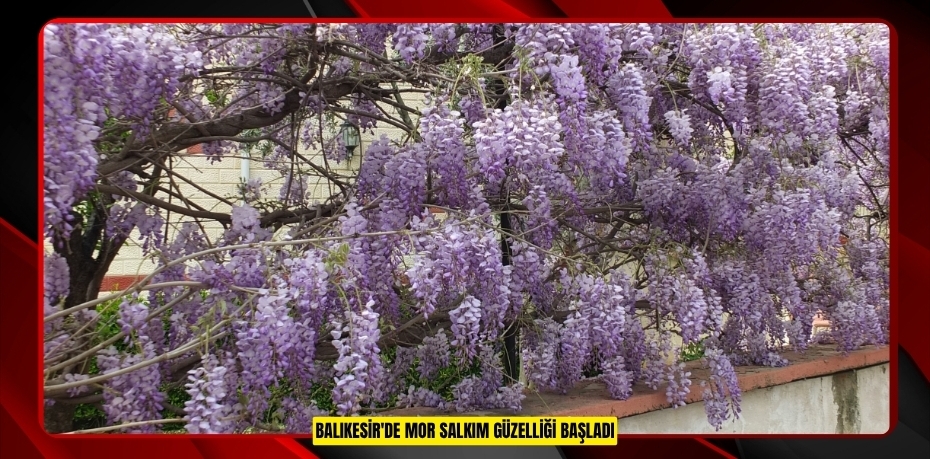 Balıkesir'de mor salkım güzelliği başladı