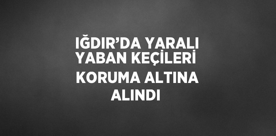 IĞDIR’DA YARALI YABAN KEÇİLERİ KORUMA ALTINA ALINDI