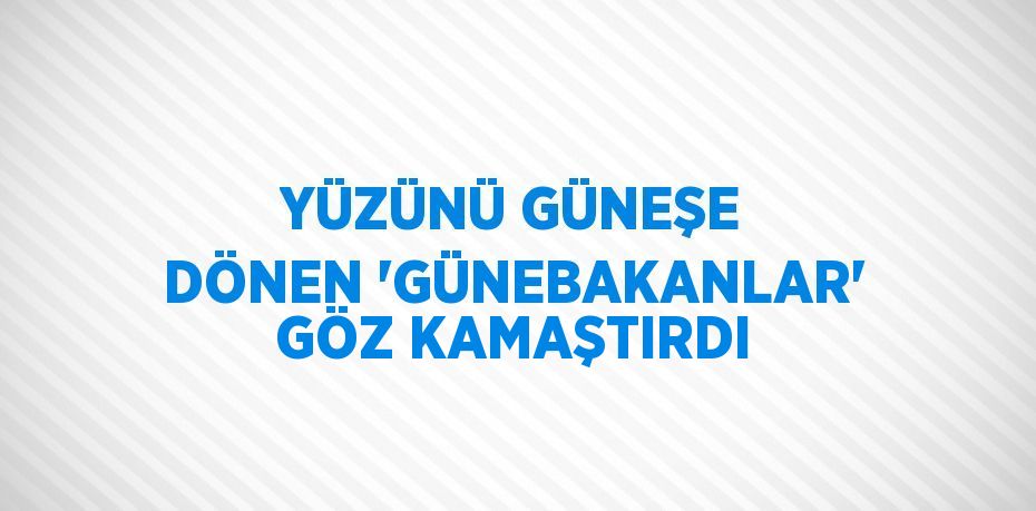 YÜZÜNÜ GÜNEŞE DÖNEN 'GÜNEBAKANLAR' GÖZ KAMAŞTIRDI