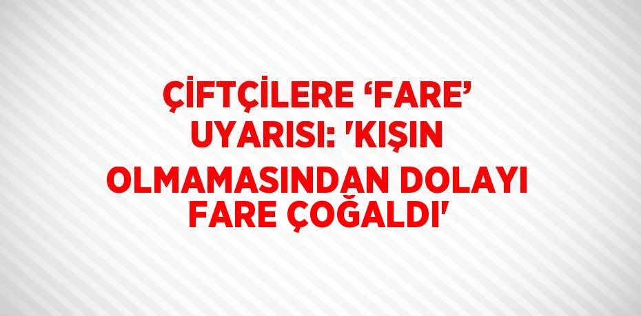 ÇİFTÇİLERE ‘FARE’ UYARISI: 'KIŞIN OLMAMASINDAN DOLAYI FARE ÇOĞALDI'