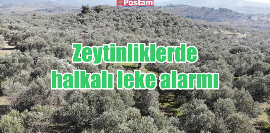 Zeytinliklerde halkalı leke alarmı