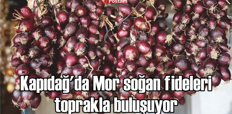 Kapıdağ'da Mor soğan fideleri toprakla buluşuyor