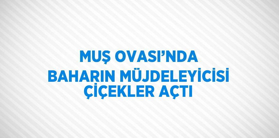 MUŞ OVASI’NDA BAHARIN MÜJDELEYİCİSİ ÇİÇEKLER AÇTI
