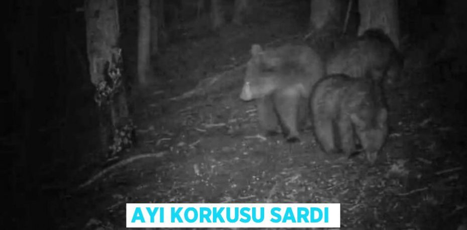 AYI KORKUSU SARDI