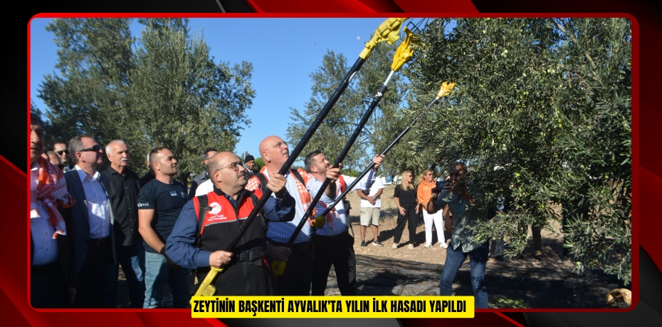 Zeytinin başkenti Ayvalık'ta yılın ilk hasadı yapıldı  