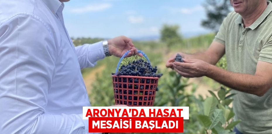 Aronya’da Hasat Mesaisi Başladı