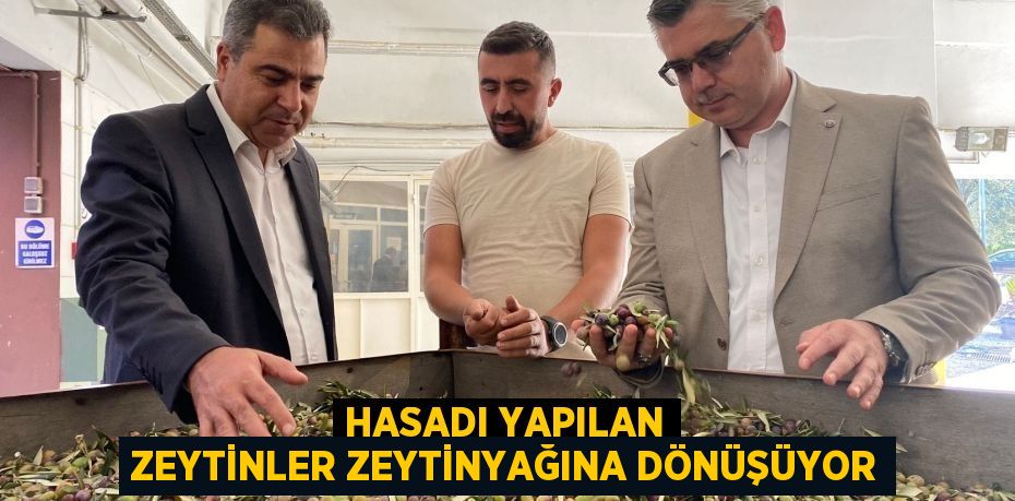 HASADI YAPILAN ZEYTİNLER ZEYTİNYAĞINA DÖNÜŞÜYOR