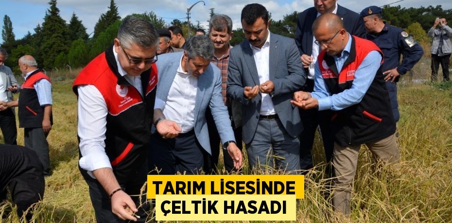Tarım Lisesinde Çeltik Hasadı