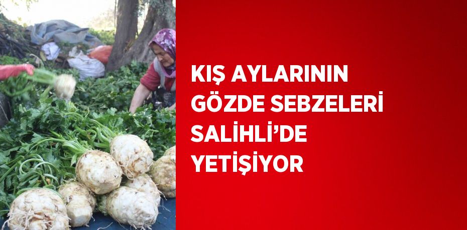 KIŞ AYLARININ GÖZDE SEBZELERİ SALİHLİ’DE YETİŞİYOR