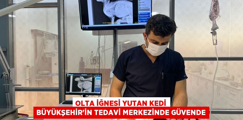 Olta iğnesi yutan kedi Büyükşehir’in tedavi merkezinde güvende