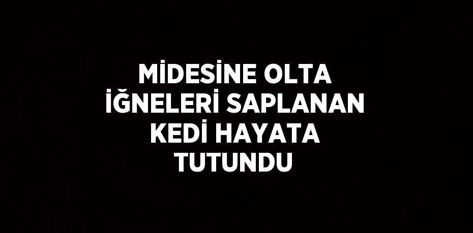 MİDESİNE OLTA İĞNELERİ SAPLANAN KEDİ HAYATA TUTUNDU