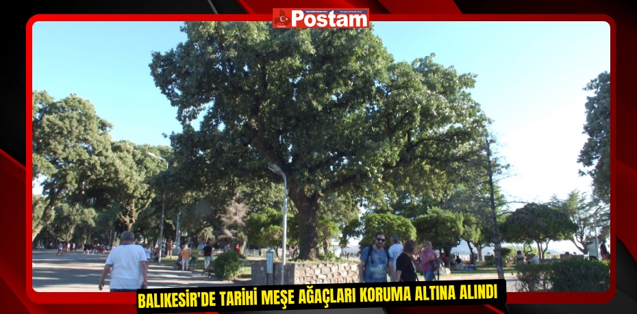 Balıkesir'de tarihi meşe ağaçları koruma altına alındı