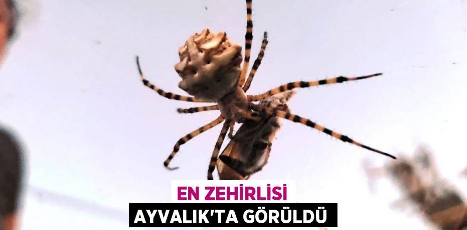 En zehirlisi Ayvalık'ta görüldü