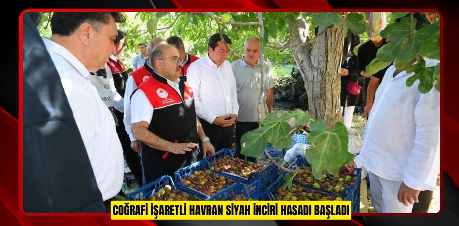 Coğrafi işaretli Havran siyah inciri hasadı başladı