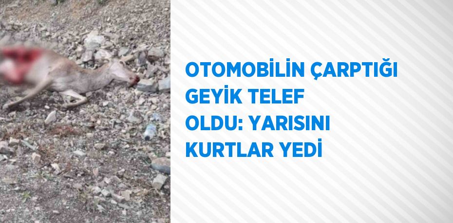 OTOMOBİLİN ÇARPTIĞI GEYİK TELEF OLDU: YARISINI KURTLAR YEDİ