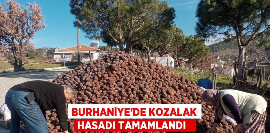 Burhaniye’de kozalak hasadı tamamlandı  