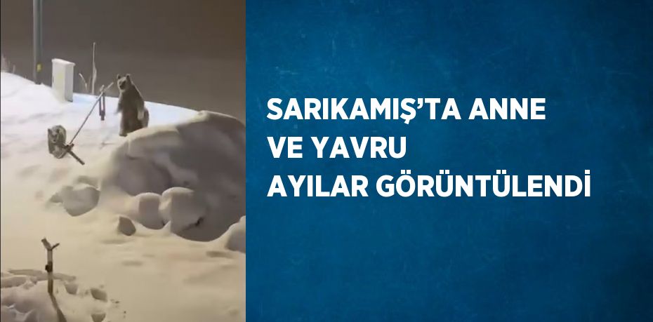 SARIKAMIŞ’TA ANNE VE YAVRU AYILAR GÖRÜNTÜLENDİ