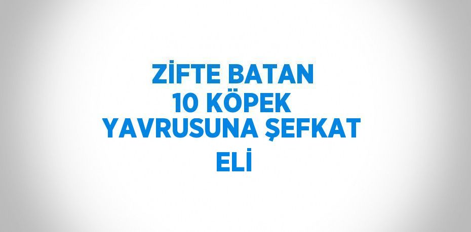 ZİFTE BATAN 10 KÖPEK YAVRUSUNA ŞEFKAT ELİ