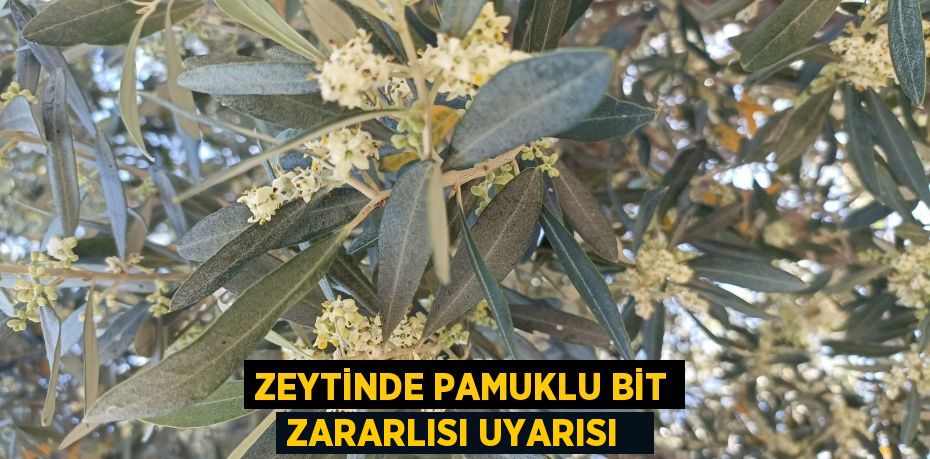 Zeytinde pamuklu bit zararlısı uyarısı