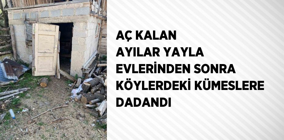 AÇ KALAN AYILAR YAYLA EVLERİNDEN SONRA KÖYLERDEKİ KÜMESLERE DADANDI