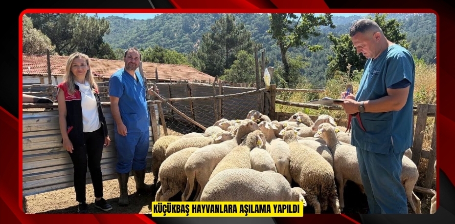 Küçükbaş hayvanlara aşılama yapıldı