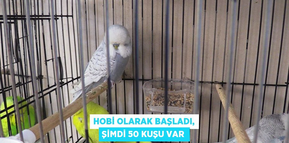 Hobi olarak başladı, şimdi 50 kuşu var