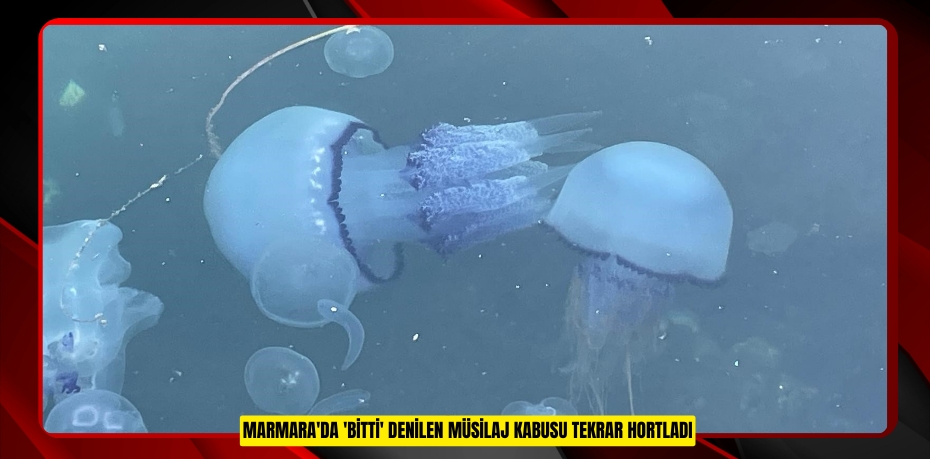 Marmara'da 'bitti' denilen müsilaj kabusu tekrar hortladı