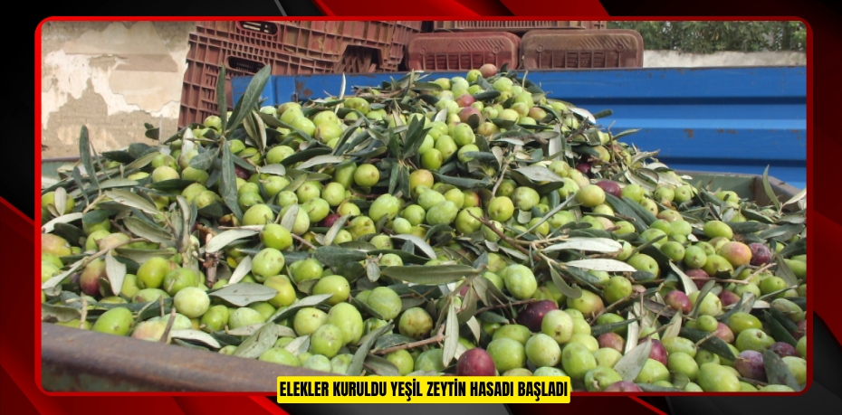 Elekler kuruldu yeşil zeytin hasadı başladı