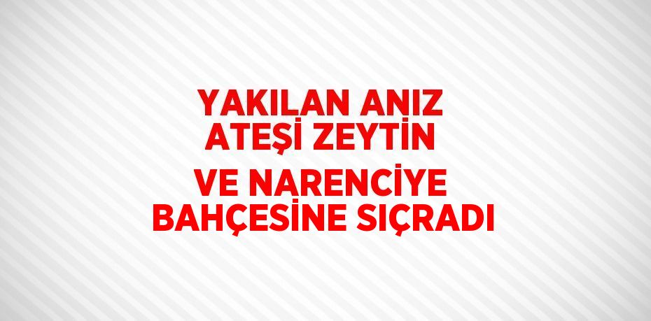 YAKILAN ANIZ ATEŞİ ZEYTİN VE NARENCİYE BAHÇESİNE SIÇRADI