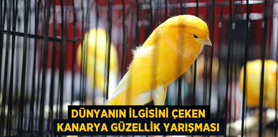 DÜNYANIN İLGİSİNİ ÇEKEN KANARYA GÜZELLİK YARIŞMASI