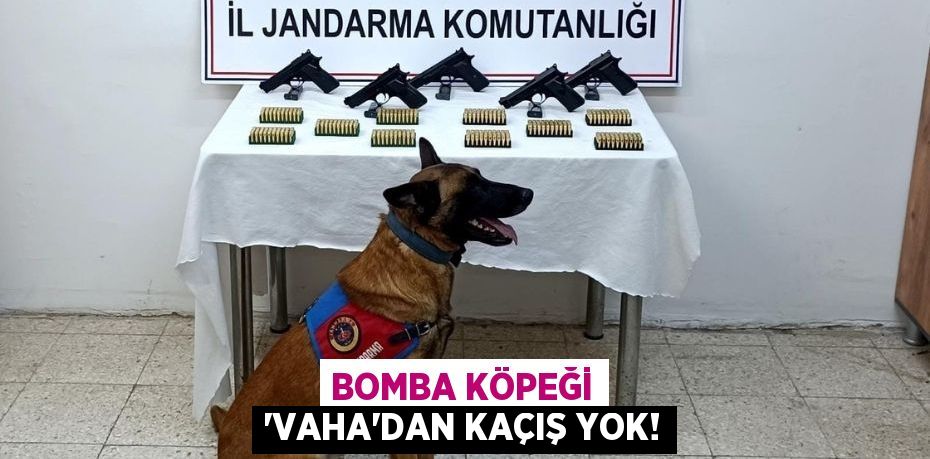 BOMBA KÖPEĞİ 'VAHA'DAN KAÇIŞ YOK!