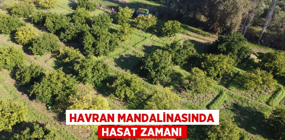 Havran Mandalinasında hasat zamanı