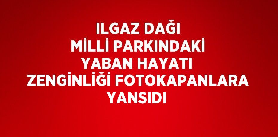 ILGAZ DAĞI MİLLİ PARKINDAKİ YABAN HAYATI ZENGİNLİĞİ FOTOKAPANLARA YANSIDI