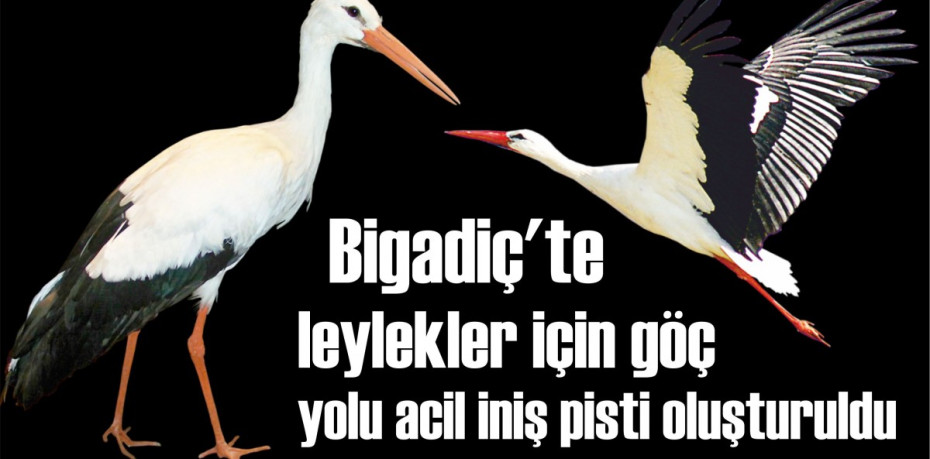 Bigadiç’te leylekler için göç yolu acil iniş pisti oluşturuldu