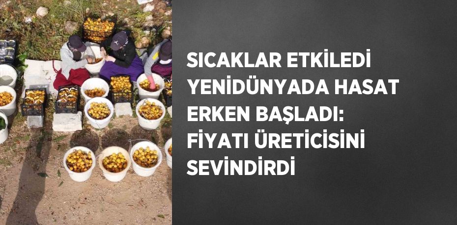 SICAKLAR ETKİLEDİ YENİDÜNYADA HASAT ERKEN BAŞLADI: FİYATI ÜRETİCİSİNİ SEVİNDİRDİ
