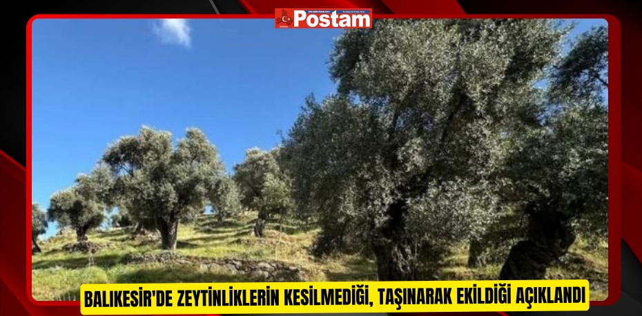 Balıkesir'de zeytinliklerin kesilmediği, taşınarak ekildiği açıklandı