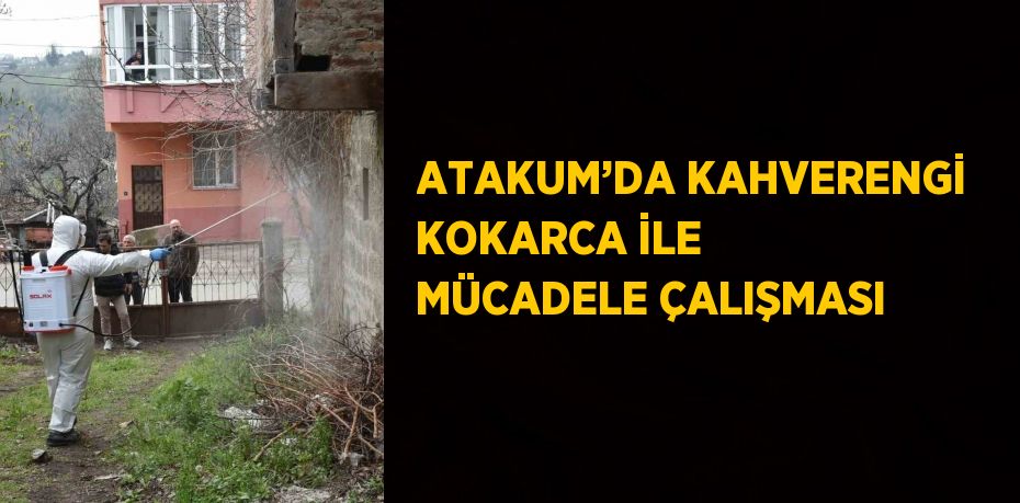 ATAKUM’DA KAHVERENGİ KOKARCA İLE MÜCADELE ÇALIŞMASI