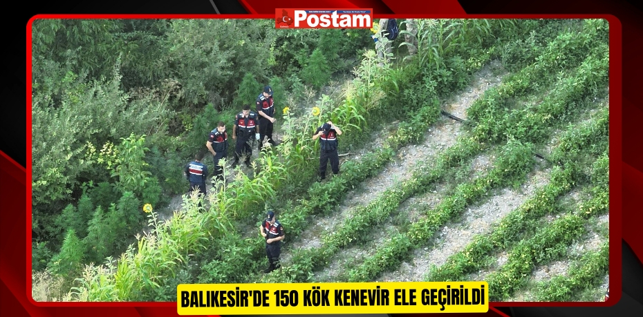 Balıkesir'de 150 kök kenevir ele geçirildi