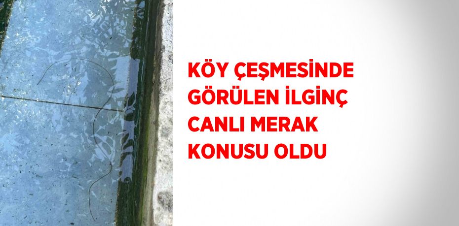 KÖY ÇEŞMESİNDE GÖRÜLEN İLGİNÇ CANLI MERAK KONUSU OLDU