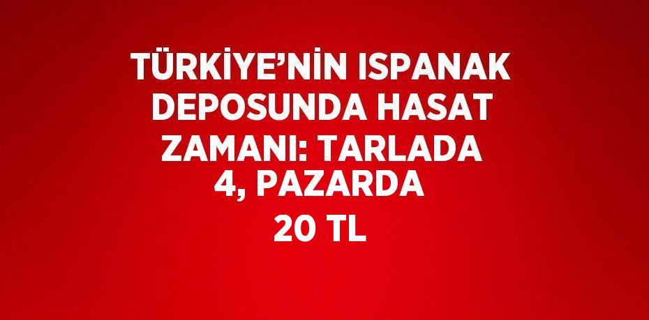 TÜRKİYE’NİN ISPANAK DEPOSUNDA HASAT ZAMANI: TARLADA 4, PAZARDA 20 TL