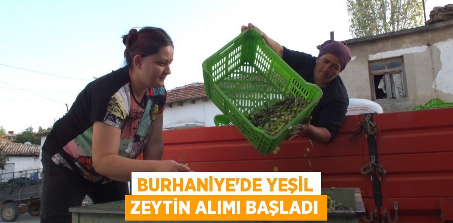 BURHANİYE’DE YEŞİL ZEYTİN ALIMI BAŞLADI