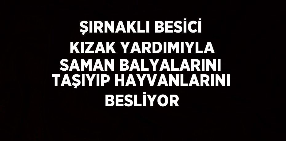 ŞIRNAKLI BESİCİ KIZAK YARDIMIYLA SAMAN BALYALARINI TAŞIYIP HAYVANLARINI BESLİYOR
