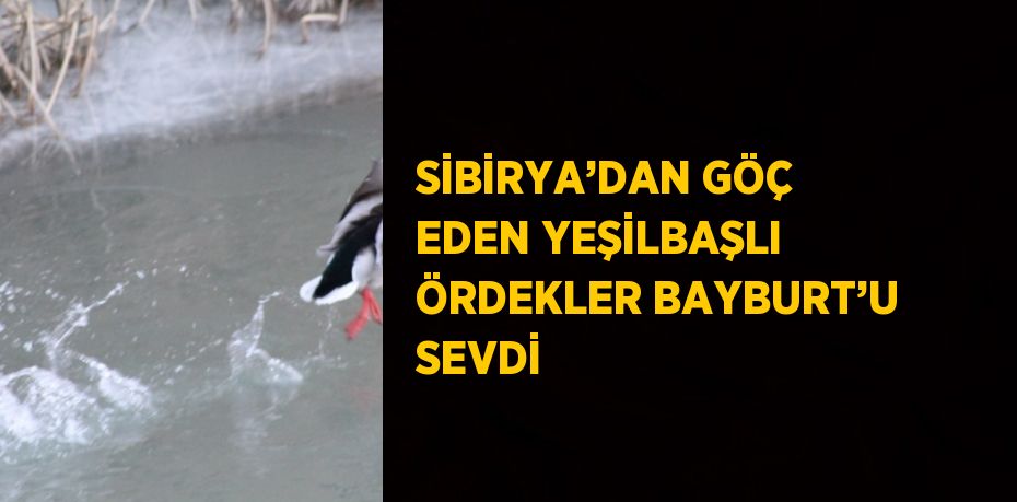 SİBİRYA’DAN GÖÇ EDEN YEŞİLBAŞLI ÖRDEKLER BAYBURT’U SEVDİ
