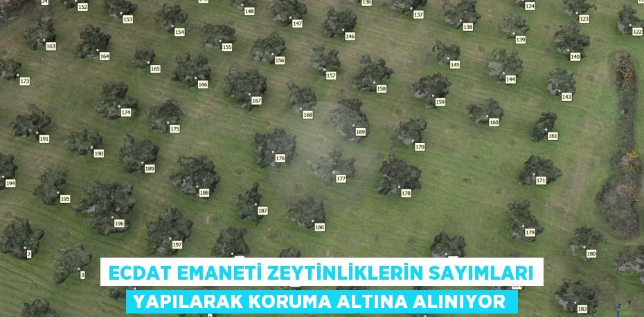 Ecdat emaneti zeytinliklerin sayımları yapılarak koruma altına alınıyor