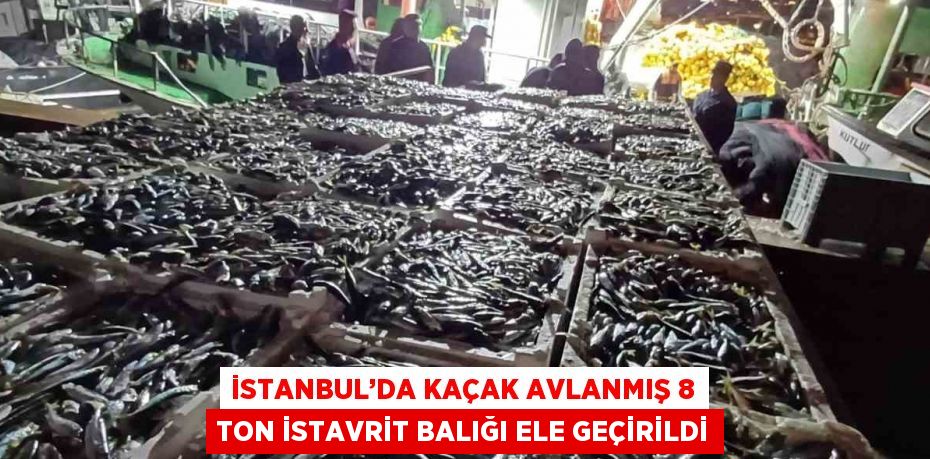 İSTANBUL’DA KAÇAK AVLANMIŞ 8 TON İSTAVRİT BALIĞI ELE GEÇİRİLDİ