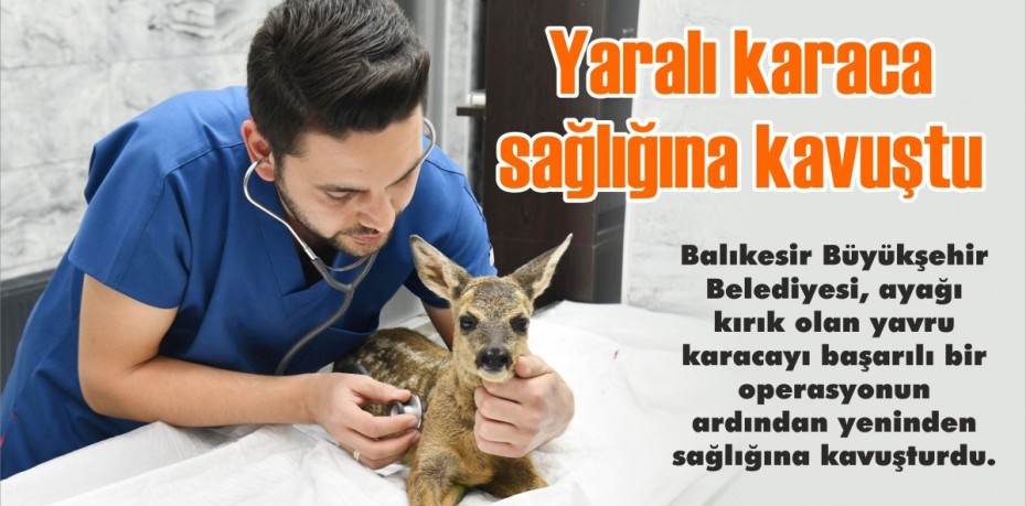 Yaralı karaca sağlığına kavuştu