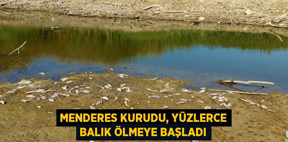 MENDERES KURUDU, YÜZLERCE BALIK ÖLMEYE BAŞLADI
