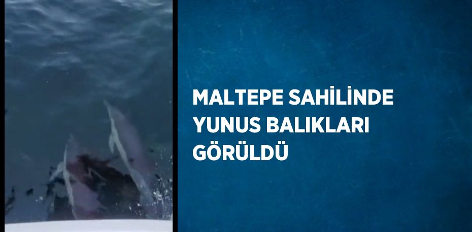 MALTEPE SAHİLİNDE YUNUS BALIKLARI GÖRÜLDÜ